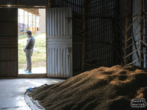 A high pile of dried coffee is stored inside the cool dark warehouse of an Uraga mill.