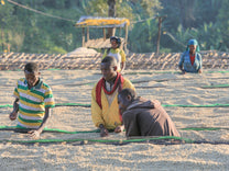Workers turn the drying coffee on raised beds at an Uraga coffee site.