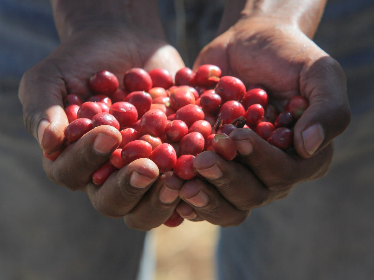 A worker scoops ripe coffee cherries with his hands for a photo.
