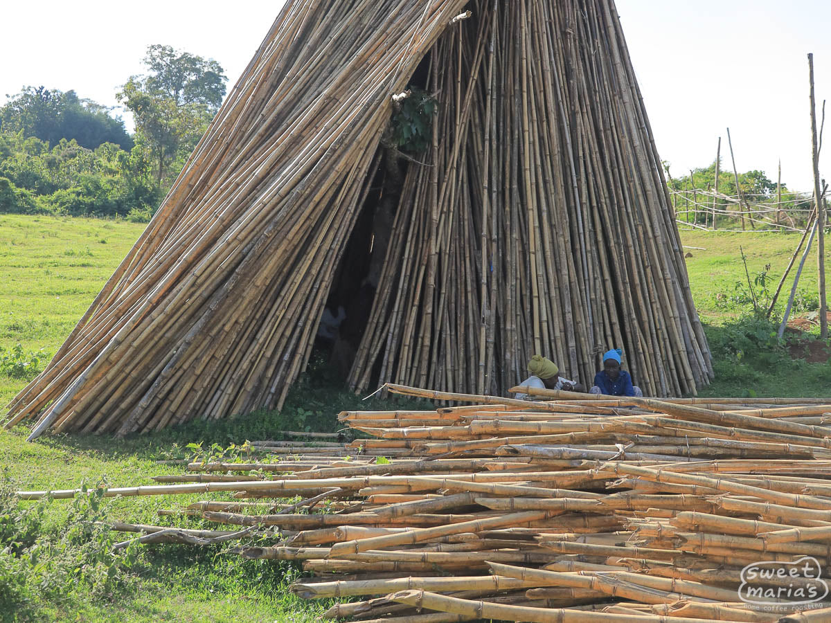 Sometimes you have to go to Ethiopia to learn about Michigan fashion. Gure Dako wet mill.