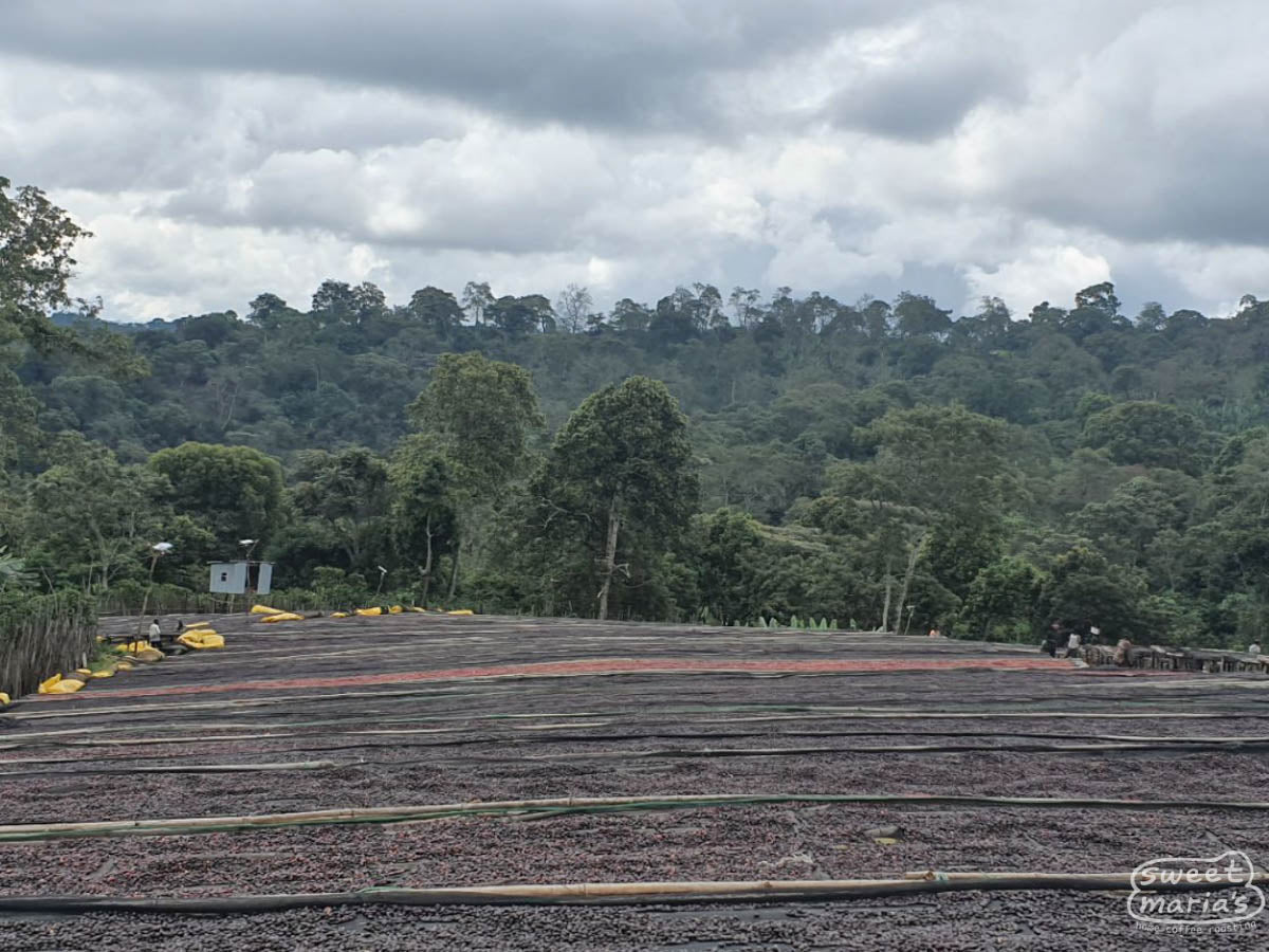 Coffee cherries dry in the sun on raised beds at the Dogo Sodu site.