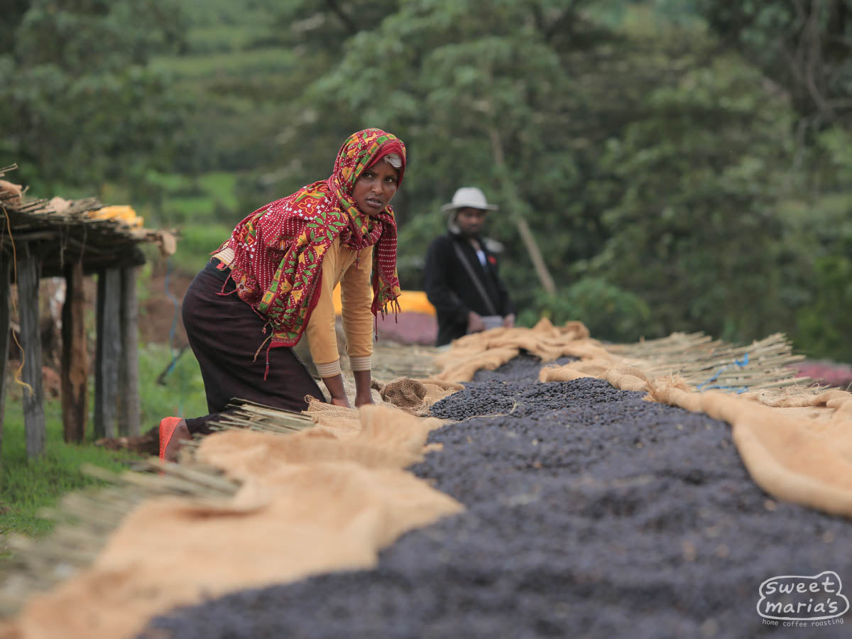 Workers turn the drying coffee, pulling defects as they go. This is dry process coffee, and you can see how the color has changed from bright red, fresh cherries, to more of a purple-ish black color as it dries. This lot looks ready to pull from the patio