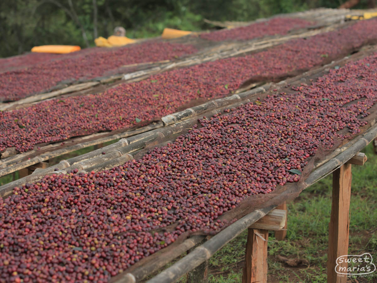 Red coffee cherries dry on the raised drying beds at a Kayon Mountain site in Guji, Ethiopia.