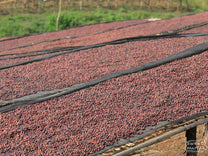 Ethiopia Dry Process Benti Nenka