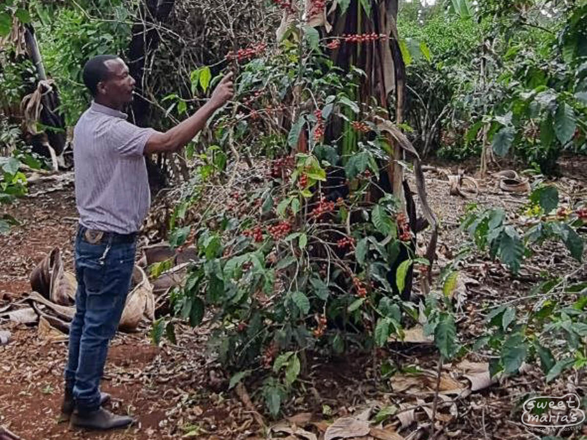Farmer Shitaye Abebe smells the coffee cherries drying on raised beds.