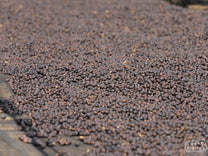 Whole coffee cherry pods dry on a raised bed at one of the other stations managed by the owners of Hebo, in Guji, Ethiopia.