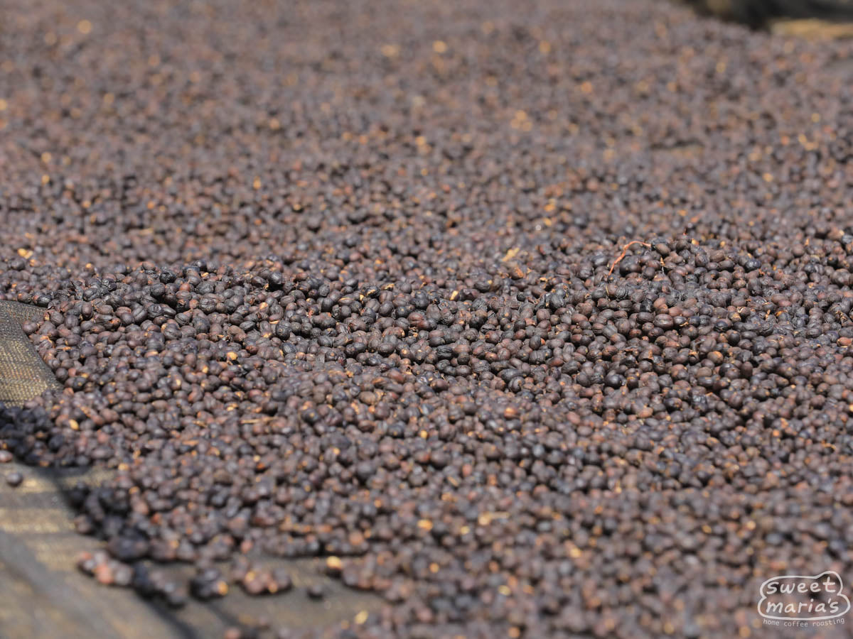 Coffee cherries that have taken on a deep purple color as they dry on raised tables at the Dogo Sodu site.