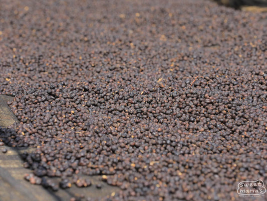 Coffee cherries that have taken on a deep purple color as they dry on raised tables at the Dogo Sodu site.