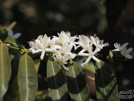 Coffee flowers blooming near the Bukisa station in Kercha, Ethiopia.