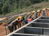 Workers wash the remaining fruit mucilage from the coffee in long cement channels at Hambela Dabaye.