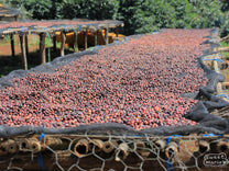 Whole coffee cherries dry on raised beds at another of the coffee sites run by the folks from Guji Goro.