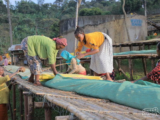 Women work to open up the protective covering from the coffee on raised beds at Wote Konga site.