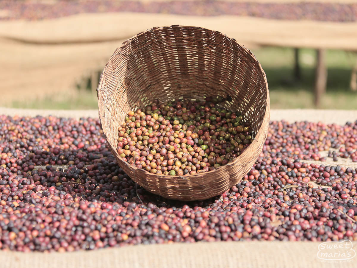 Coffee brewed in a traditional jebena at a coffee site in Yirga Cheffe (not Halo Beriti).