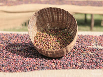 Coffee brewed in a traditional jebena at a coffee site in Yirga Cheffe (not Halo Beriti).