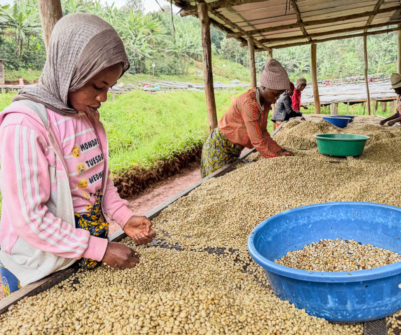 Women hand sorting coffee beans on skin drying tables at Mushaka Coffee Station in Rwanda