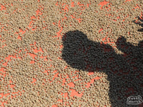 Green coffee with the parchment layer still intact dries on tables in Bajawa.