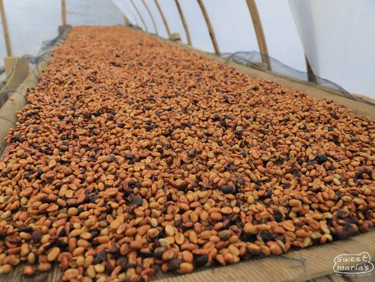 Honey process coffee dries on raised beds near Bajawa, in Flores.