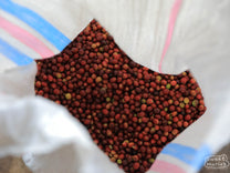 A woven mylar bag filled with ripe coffee cherries from the day's harvest in Bajawa region