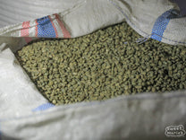A mylar bag filled with wet hulled coffee, with its unique dark green coloring, at a farm in Flores (not Turelelo).