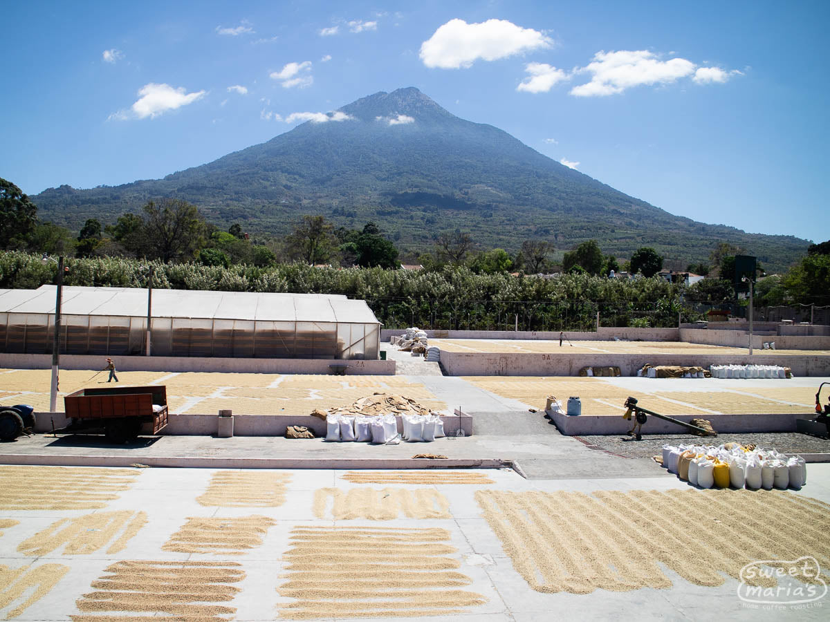 Coffee drying on the patios of Bella Vista, in Antigua, with the volcano in the background.