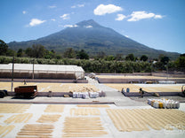Coffee drying on the patios of Bella Vista coffee mill, in Antigua, with the volcano in the background.
