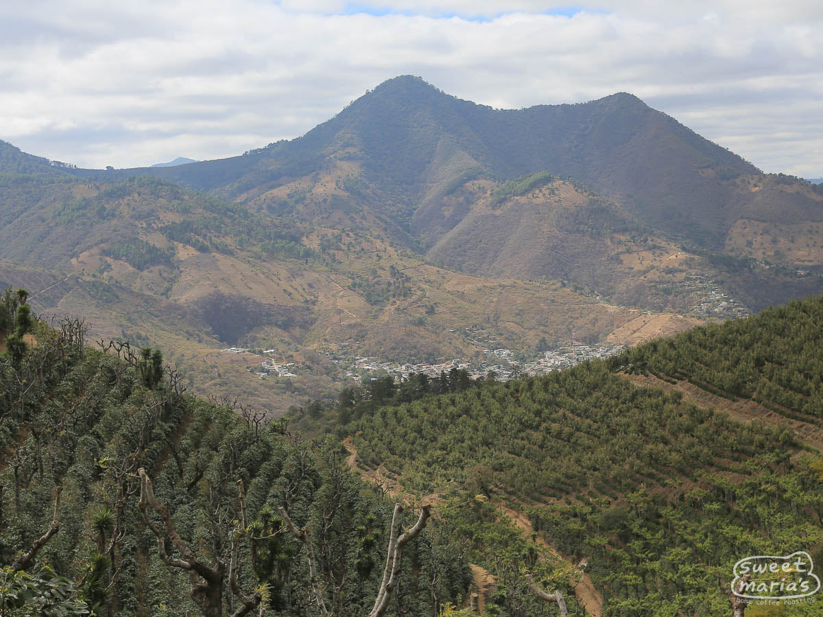 Coffee drying on the patios of Bella Vista coffee mill, in Antigua, with the volcano in the background.