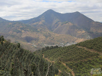 Coffee drying on the patios of Bella Vista coffee mill, in Antigua, with the volcano in the background.