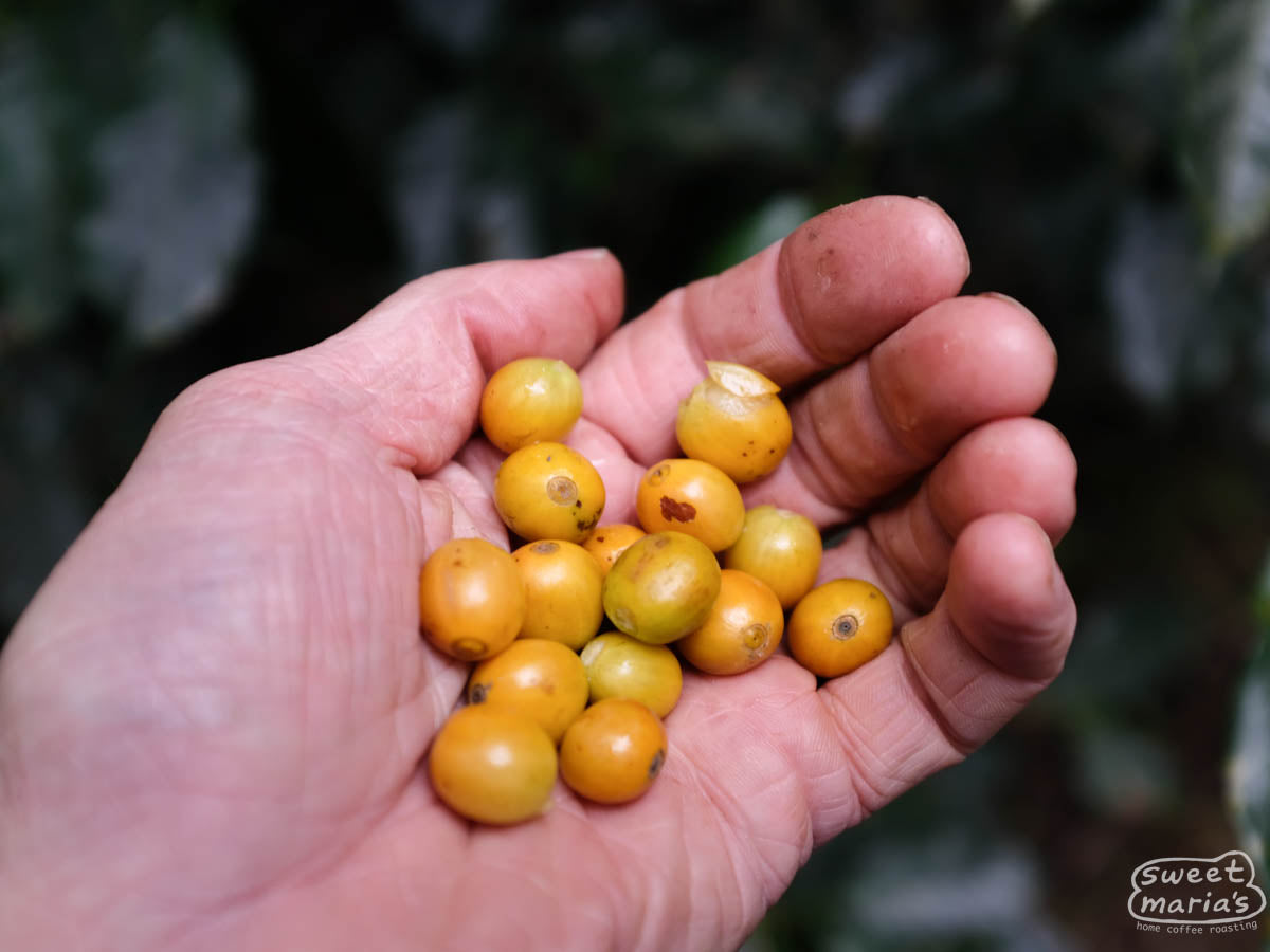 Yellow coffee fruit at a green coffee farm in Hunapu, Antigua, Guatemala.