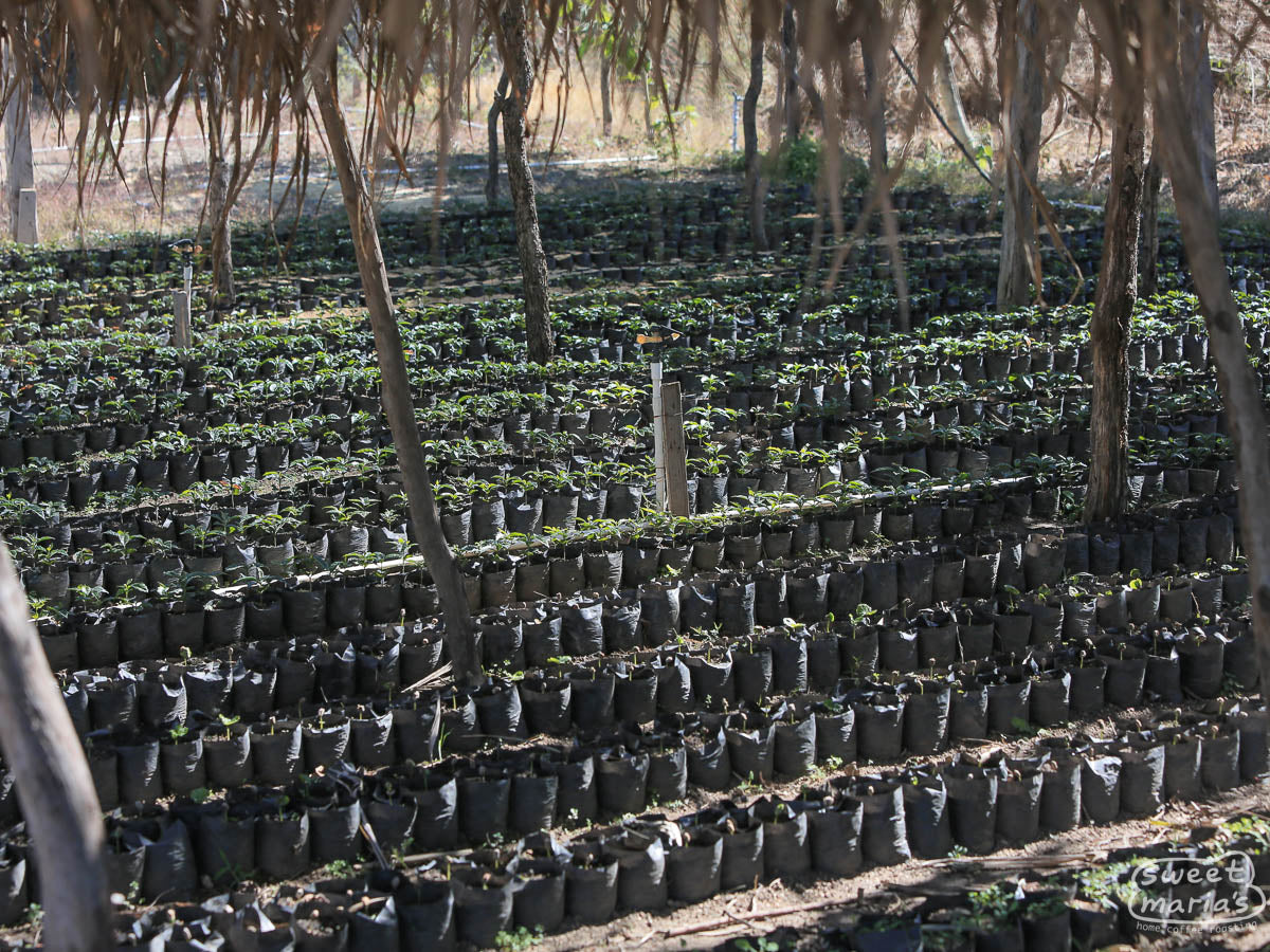 Guatemala Honey Process Aguacatones