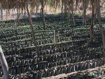 Guatemala Honey Process Aguacatones
