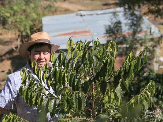 Guatemala Honey Process Aguacatones