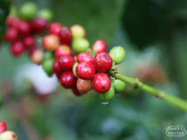 Green coffee shrubs thrive under a natural shade canopy at the La Bolsa farm in La Libertad, Huehuetenango.