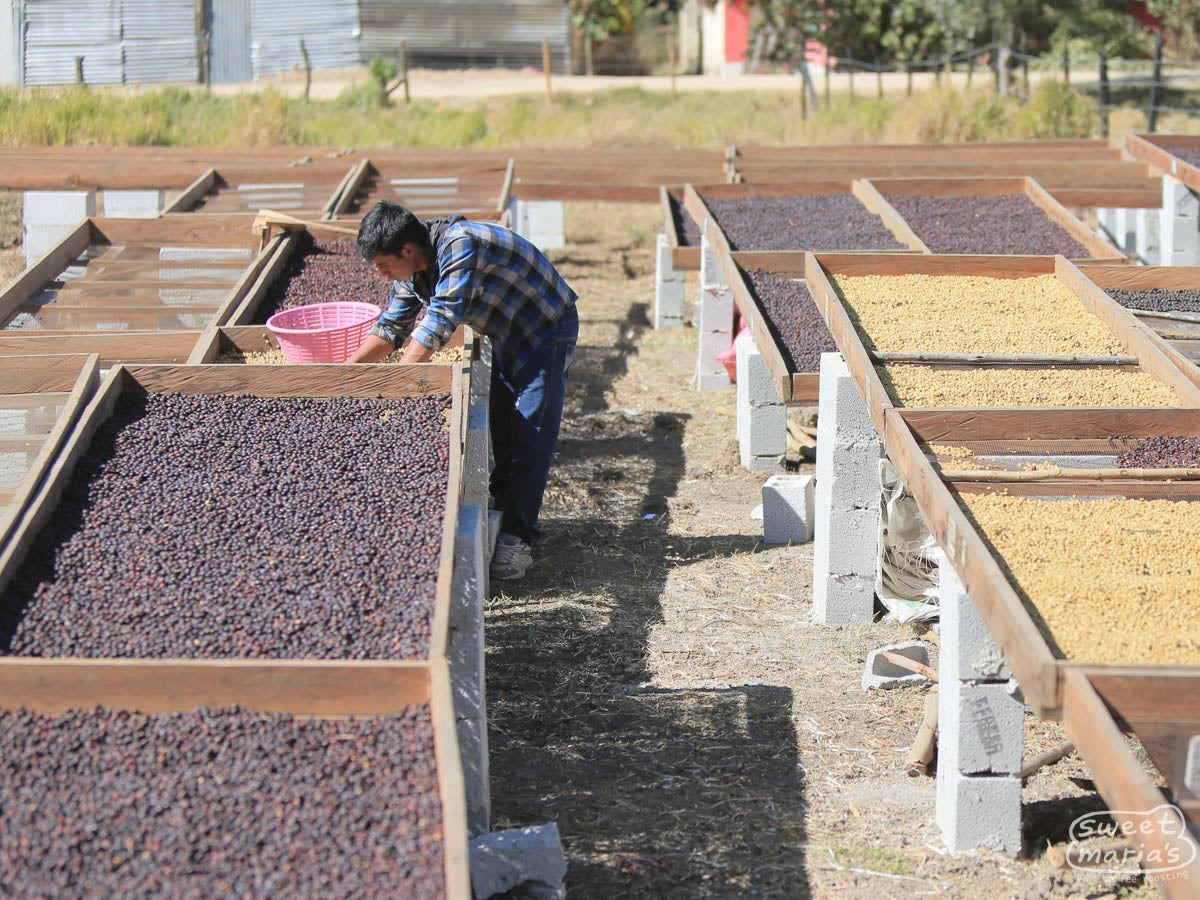 Guatemala Honey Process Aguacatones