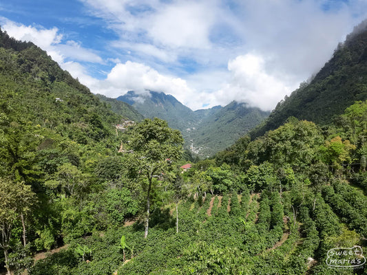 A view of the Don Pilo plot within Finca Terrazas in La Libertad, Huehuetenango, Guatemala. 