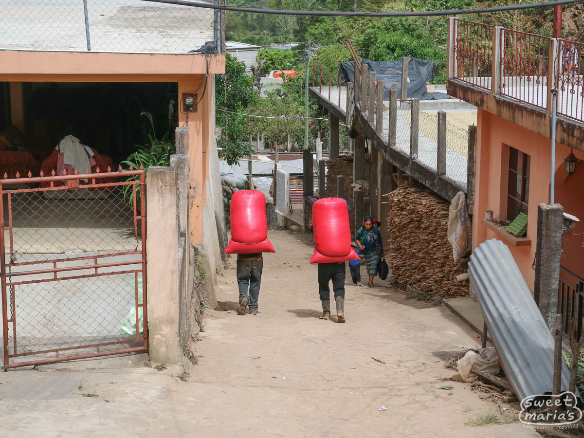 Coffee soaks in a long cement channel filled with clean water where it will be agitated to remove any remaining fruit mucilage before drying. Huehuetenango.