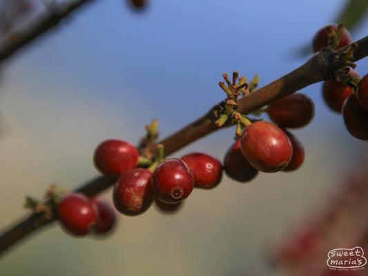 Some of the last ripe red cherries of the harvest on a coffee plant in Peña Blanca area of Huehuetenango, Guatemala.