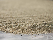 Parchment coffee dries on the cement patio of a farmer in Huehuetenango (not Silvestre's farm).