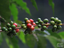 Bourbon branch with clumps of ripening coffee fruit in Huehuetenango.