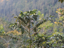 Caturra shrub filled with green coffee cherry that will ripen to a bright red over the next several weeks. At a coffee farm in Bojonalito, Huehuetenango, Guatemala.