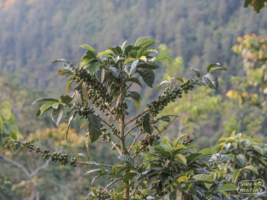 Caturra shrub filled with green coffee cherry that will ripen to a bright red over the next several weeks. At a coffee farm in Bojonalito, Huehuetenango, Guatemala.