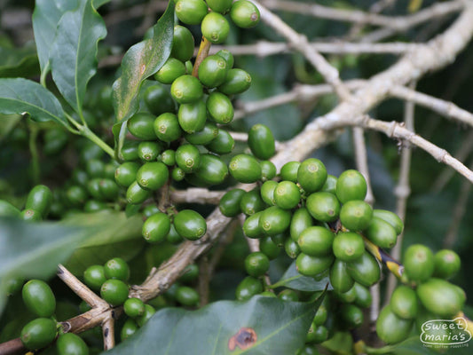 Green coffee cherries still immature, clinging to a coffee branch at a Libertad farm (not Axel's).