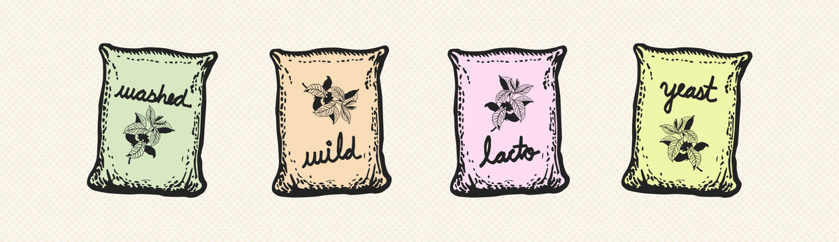 An illustration of four jute bags in different colors (green, orange, pink and yellow), each labeled a different fermentation method: washed, wild, lacto and yeast.