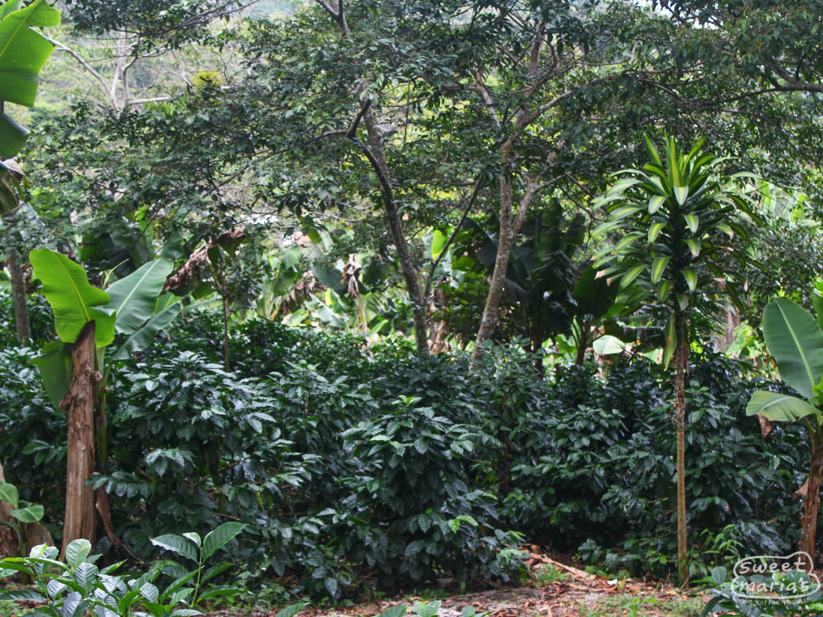 Not Roberto's farm