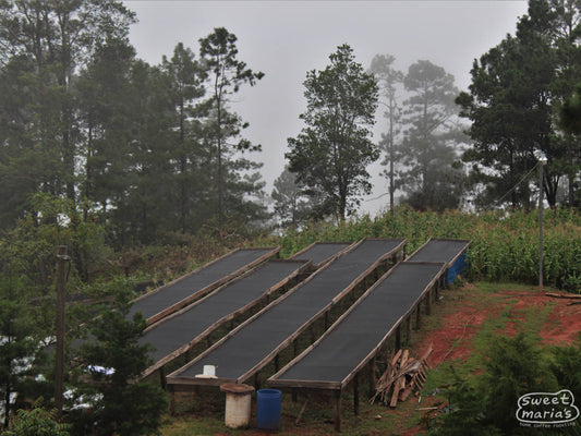 Raised drying tables ready for the harvest at a small farm in Santa Barbara region (not Roberto's farm).