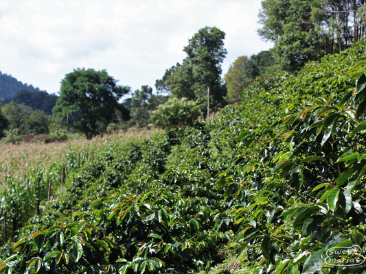 Rows of green coffee plants with bronze tipped leaves at a farm in La Paz, Honduras.
