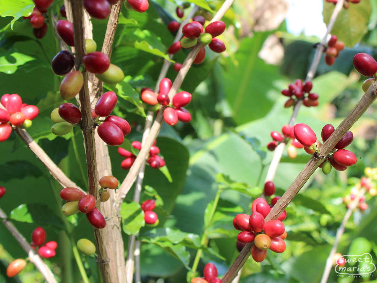 Elongated coffee cherries of a Parainema variety at Edwin Ever's farm in Las Flores, Honduras.