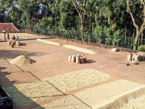Wet process coffee dries on brick patios at the Garige Khan estate in India.