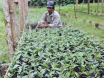 Coffee plants at an Indian Coffee Estate nursery (not Balmadi).