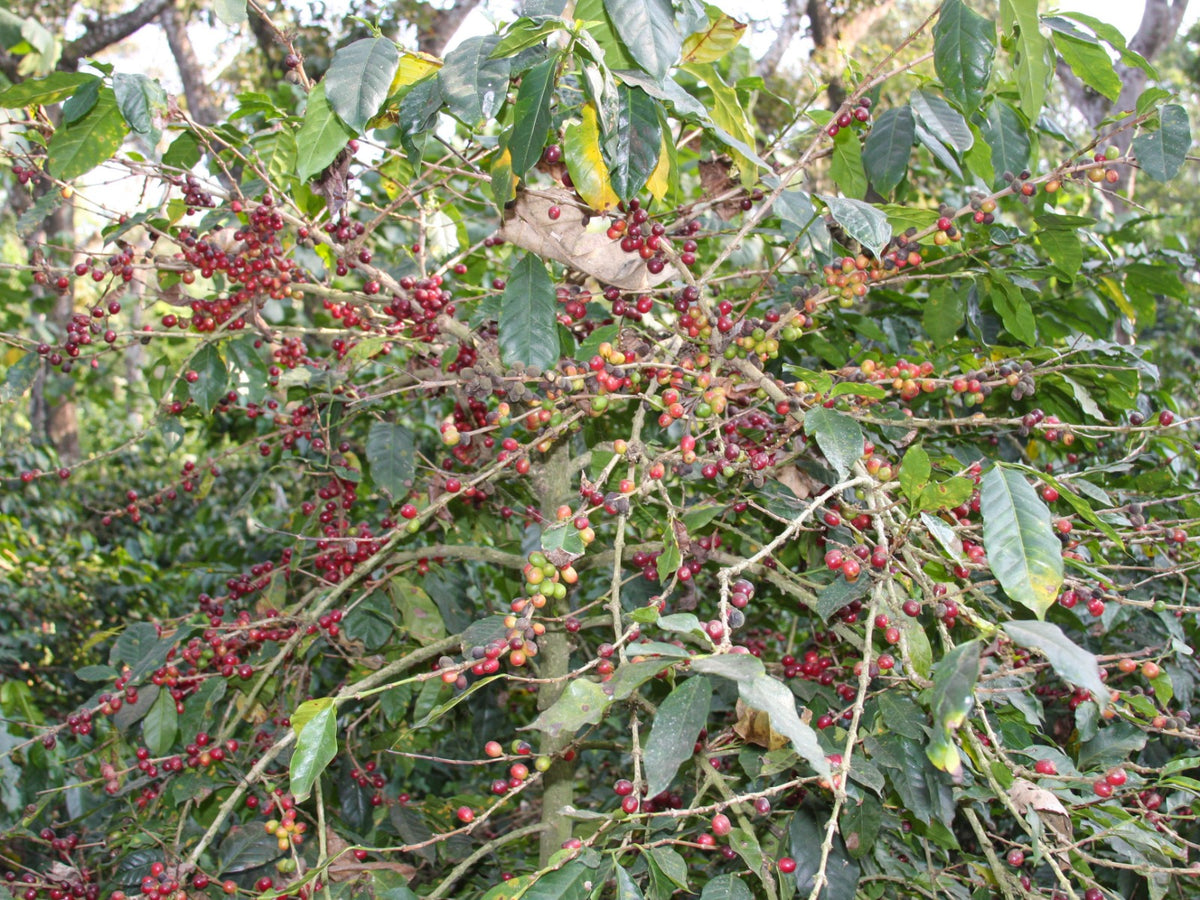 Coffee shrub filled with ripe cherries in India.