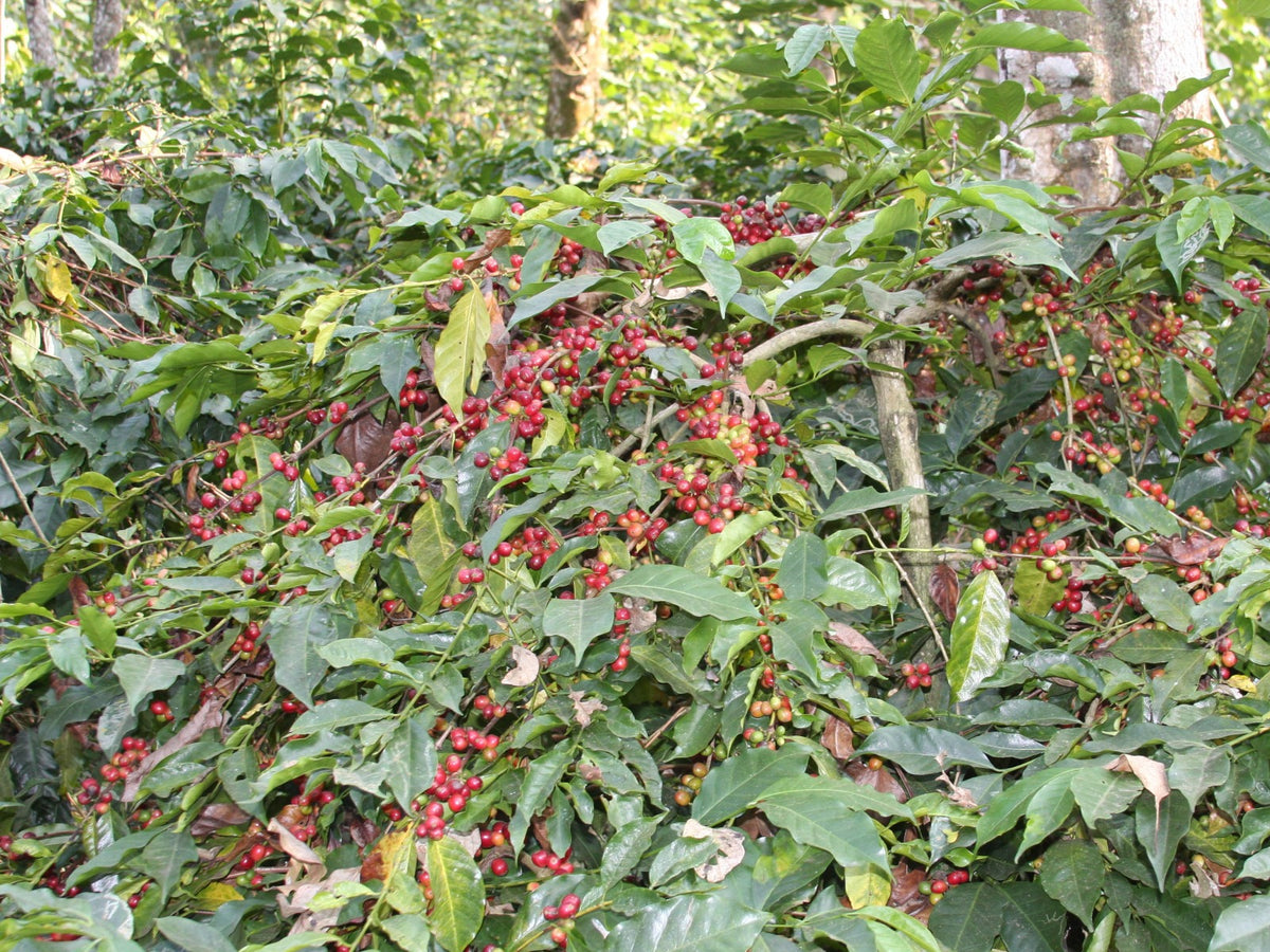 A heavily pruned Kent variety at a coffee plantation in India.